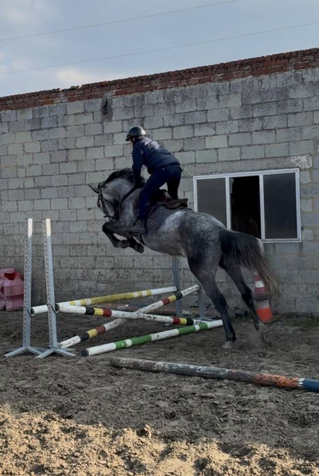 Super cheval de 4 ans 