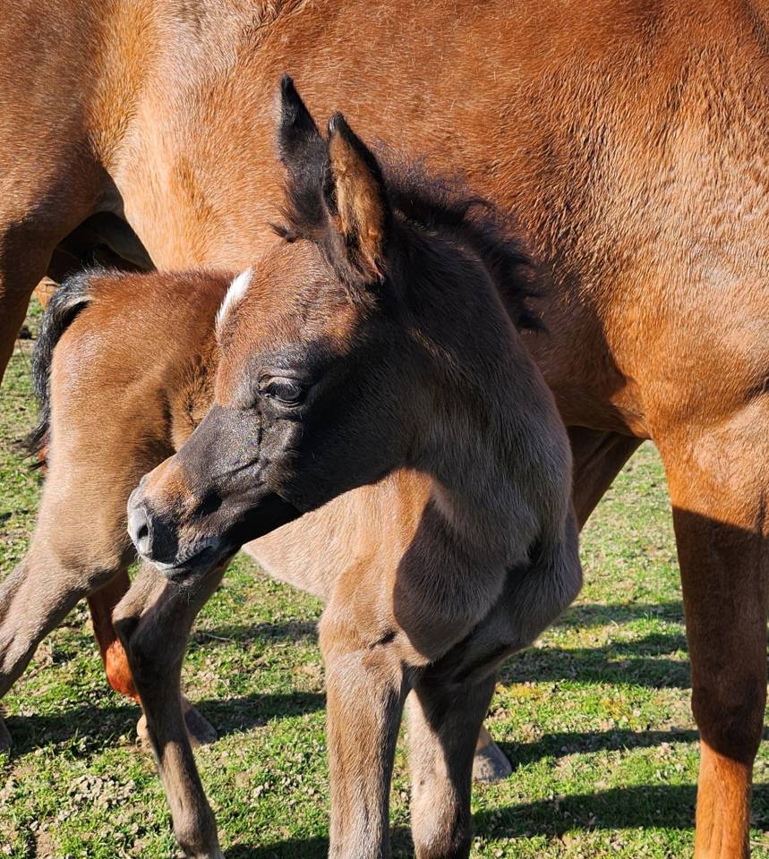 POULAIN PS ARABE &agrave; vendre