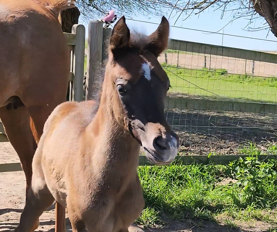 POULAIN PS ARABE &agrave; vendre