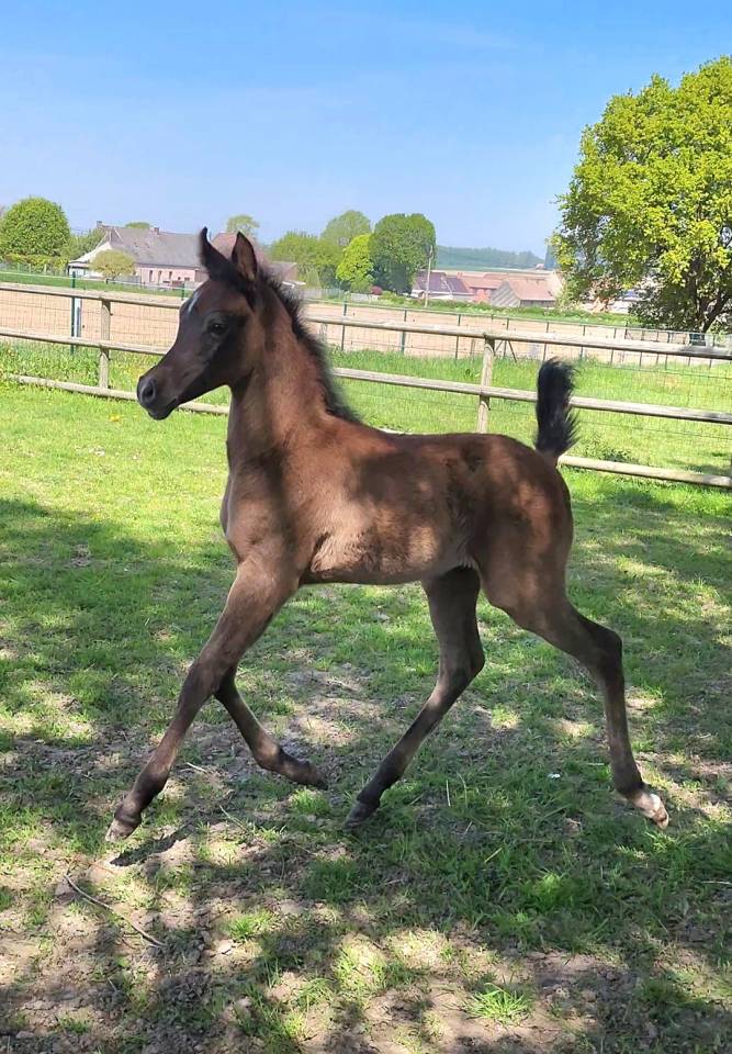 POULAIN PS ARABE &agrave; vendre