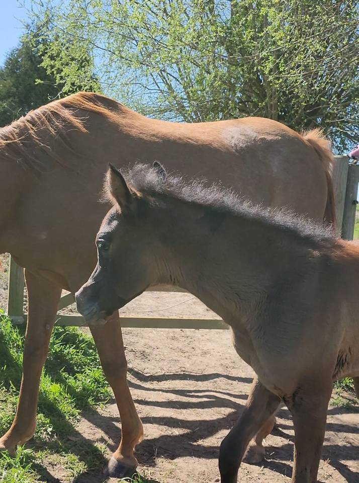 POULAIN PS ARABE &agrave; vendre