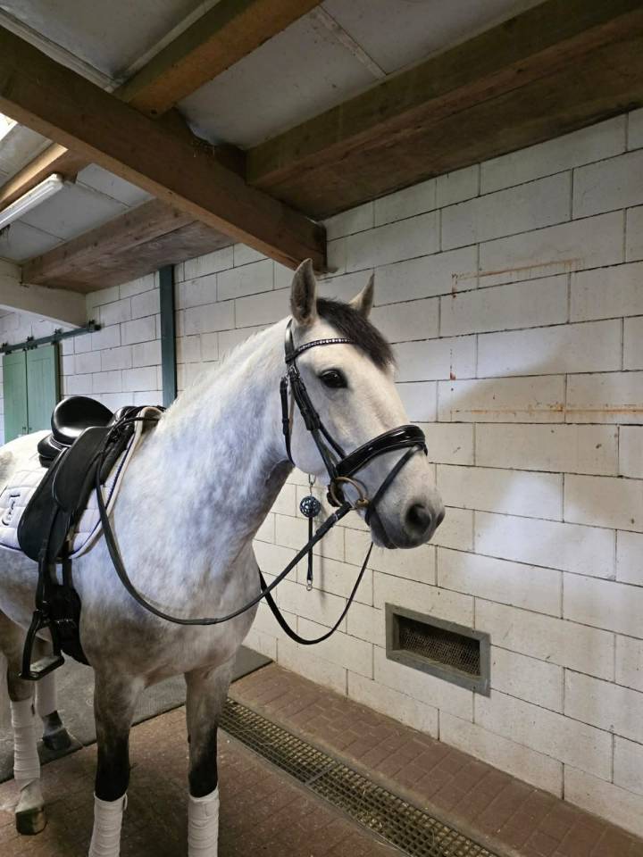 Hongre - Lusitanien - 8 ans - Dressage PSG - France