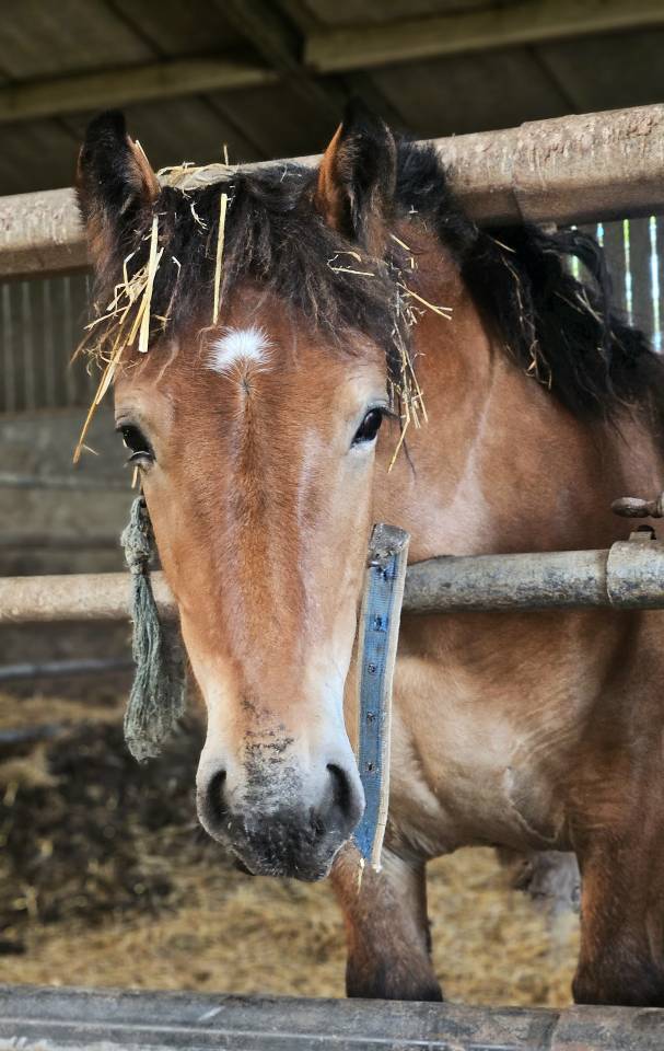 Cheval de trait ardennais 