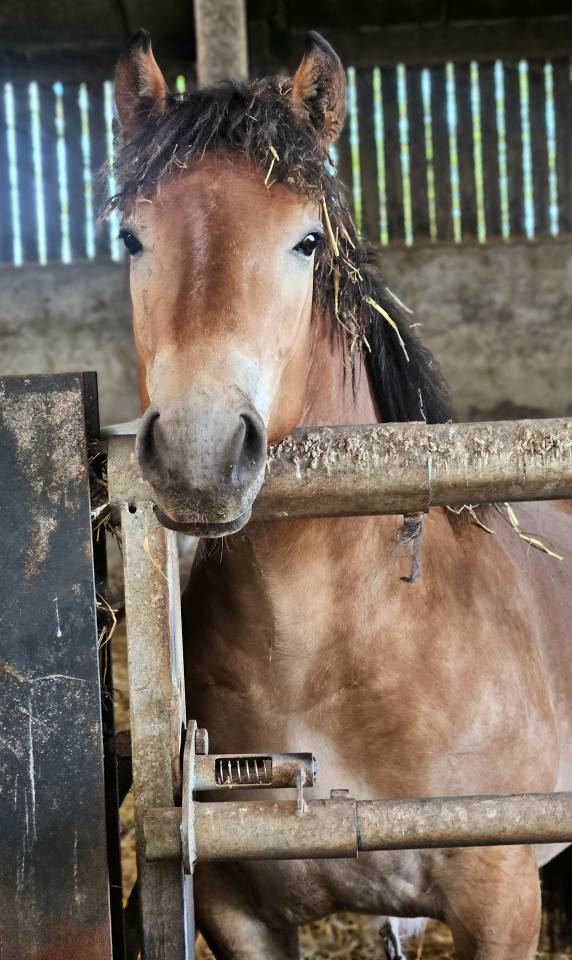 Cheval de trait ardennais 