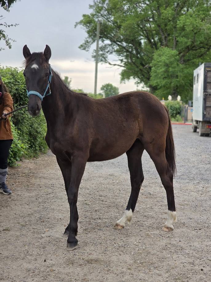 OC PAINT Pouliche / Jument