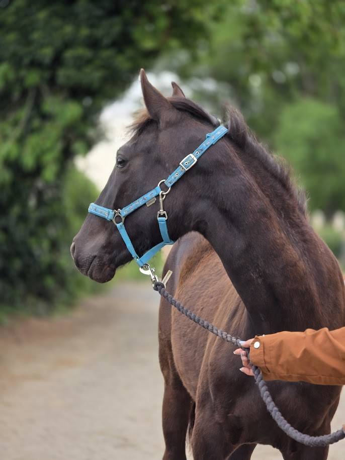 OC PAINT Pouliche / Jument