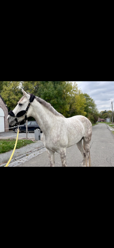 Magnifique hongre 8 ans - 158 cm