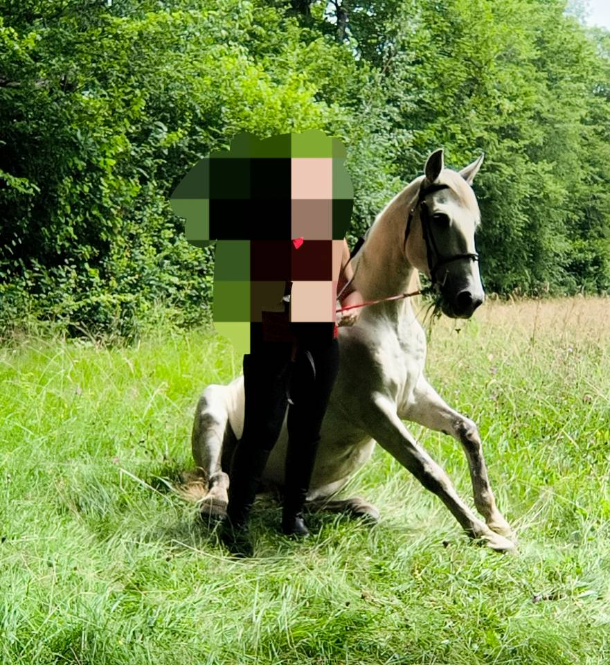 CHEVAL OC ESPAGNOL X PORTUGAIS 