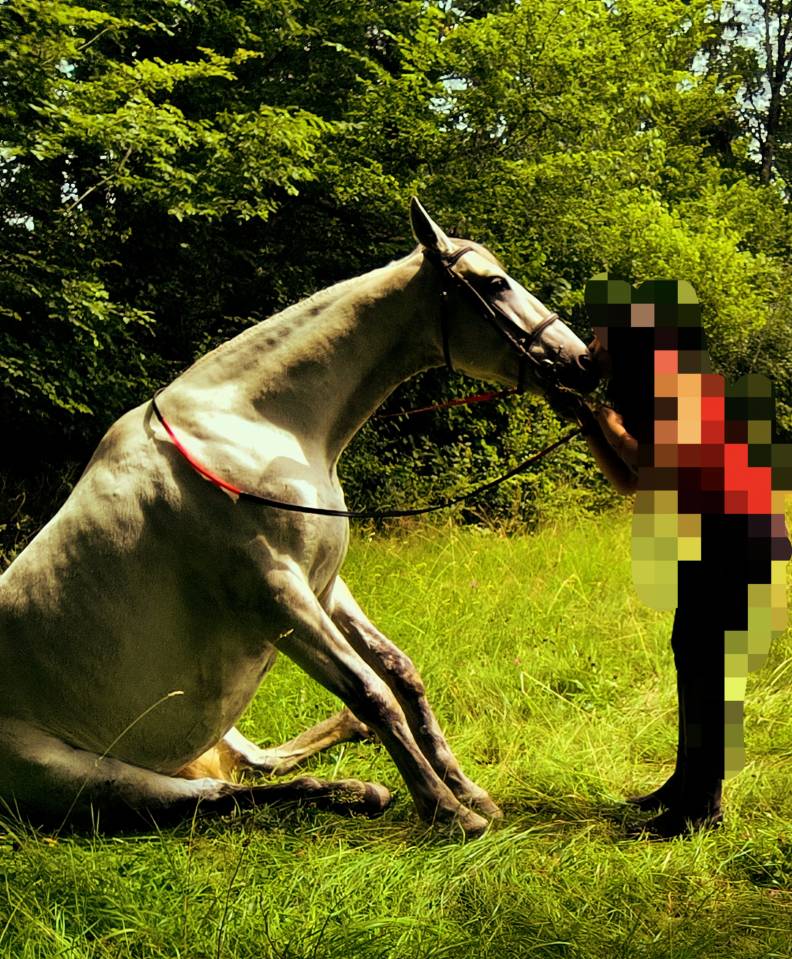 CHEVAL OC ESPAGNOL X PORTUGAIS 