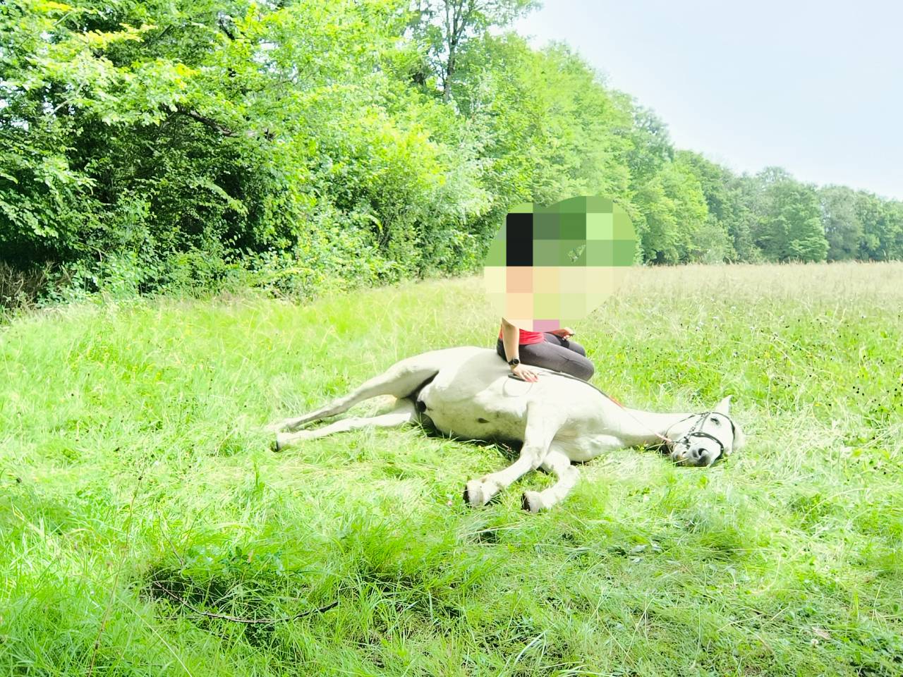 CHEVAL OC ESPAGNOL X PORTUGAIS 