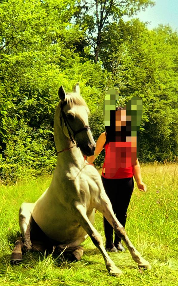 CHEVAL OC ESPAGNOL X PORTUGAIS 