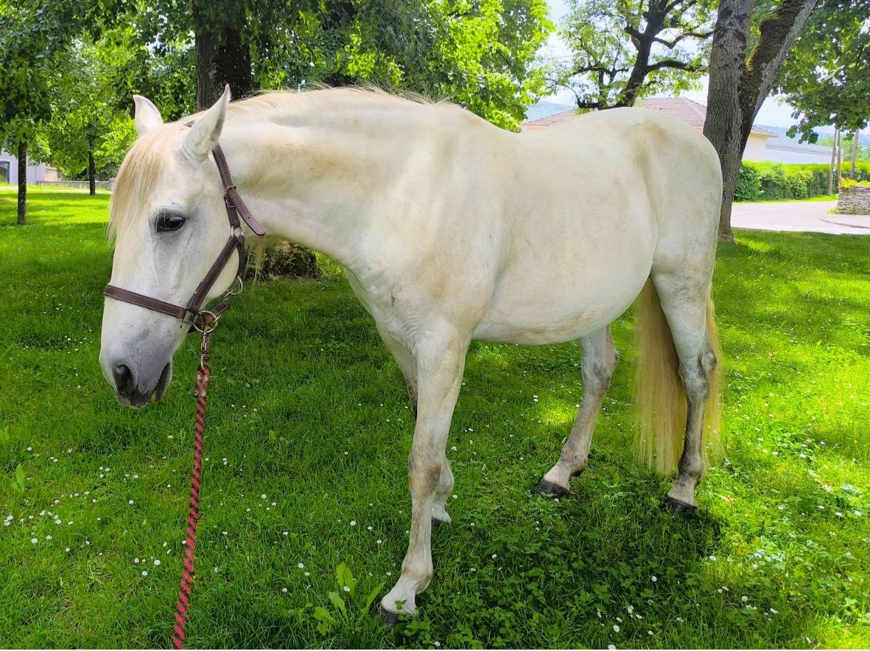 CHEVAL OC ESPAGNOL X PORTUGAIS 