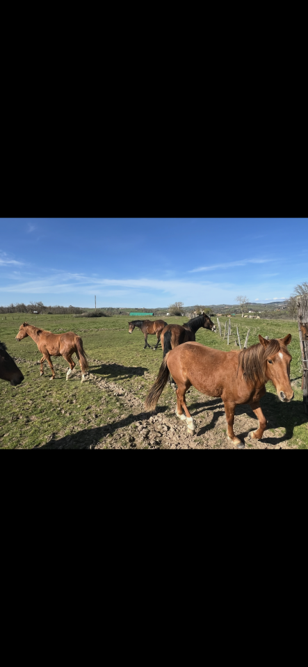 Poulains &agrave; vendre 