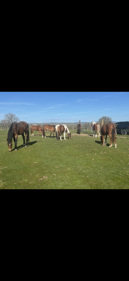 Poulains &agrave; vendre 
