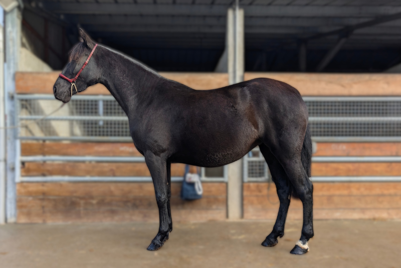 Intrepida NC, &eacute;l&eacute;gante, excellent caract&egrave;re.