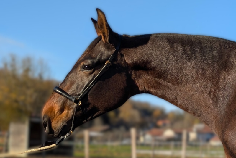 Embajadora MP II, un mental en or