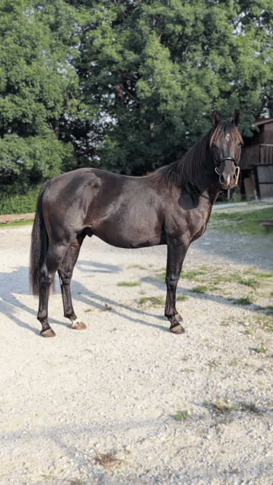 N' Joy, Superbe Quarter Horse M&acirc;le