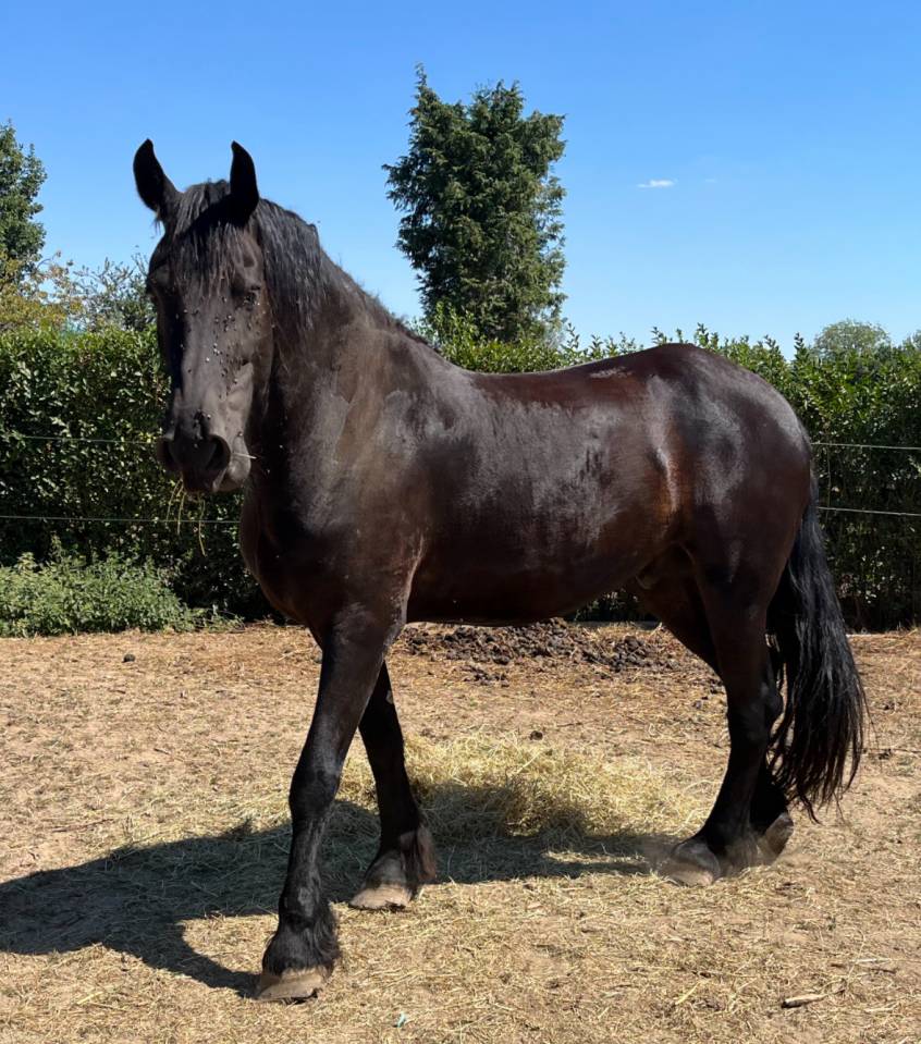 Frison 