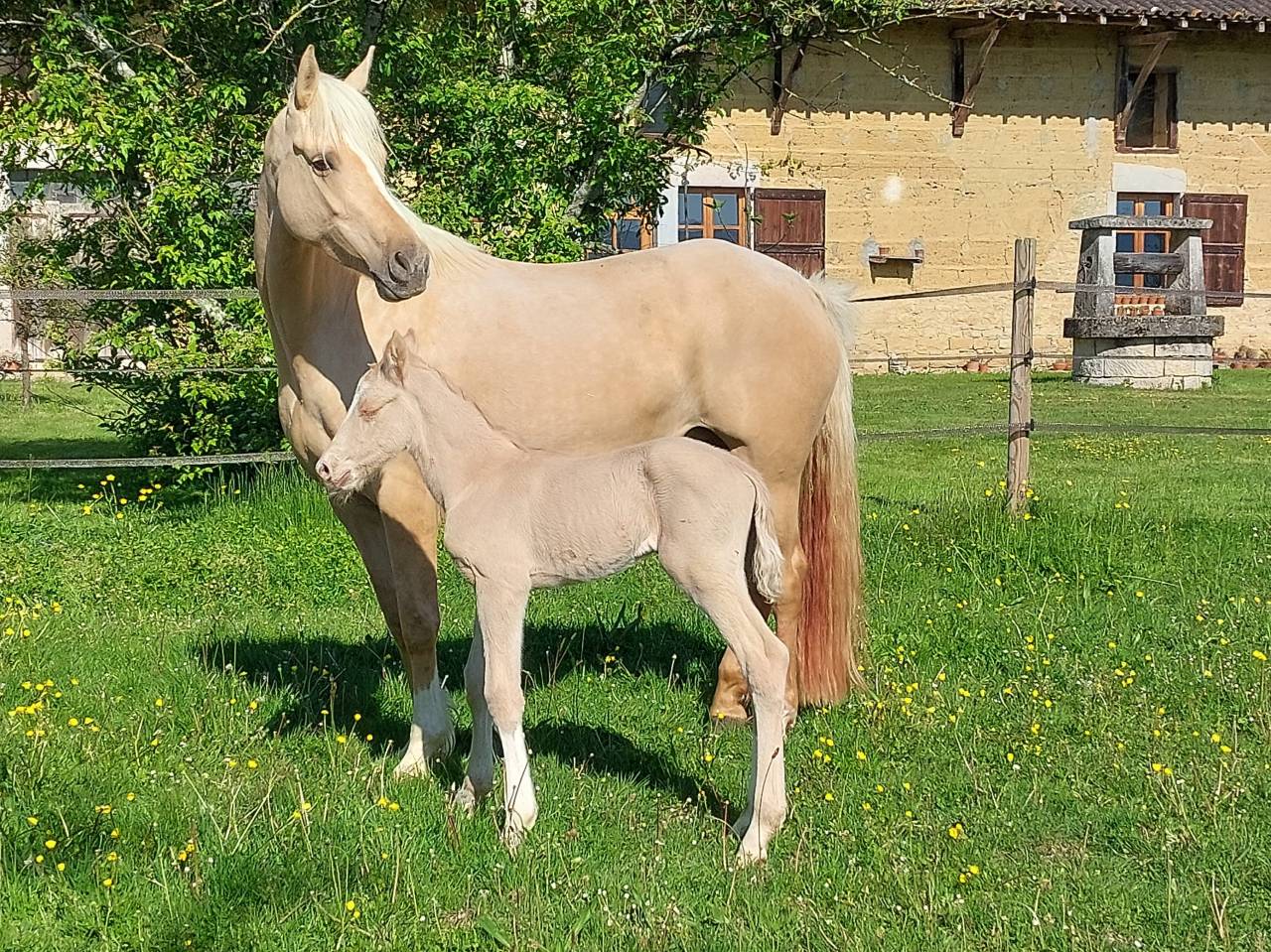 PFS tr&egrave;s joli Poulain 