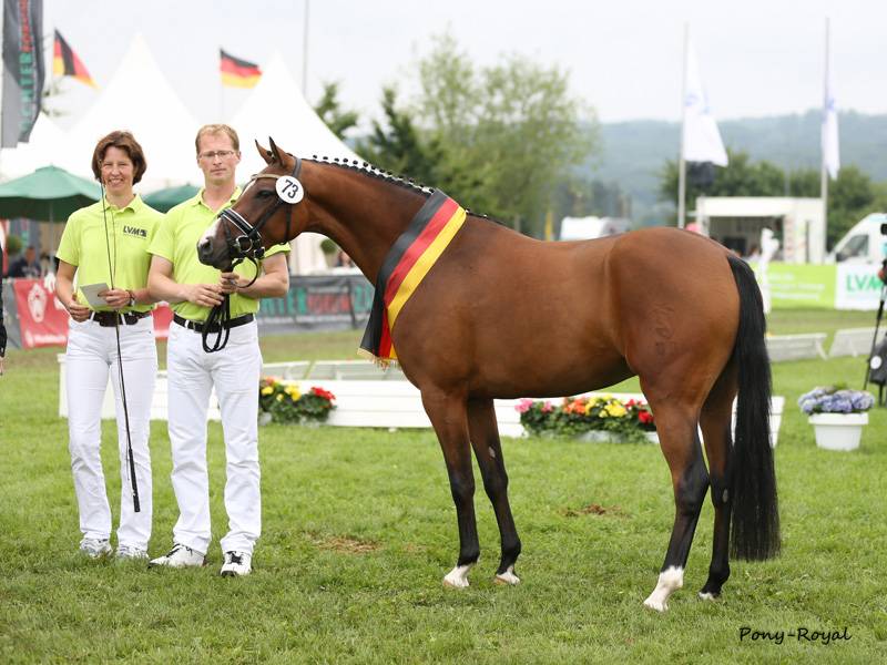 Poulini&egrave;re avec sa pouliche Deutsches Reitpony