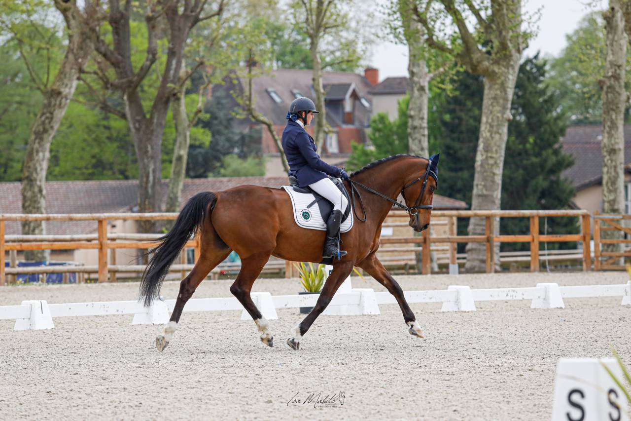Chic hongre holsteiner 8 ans