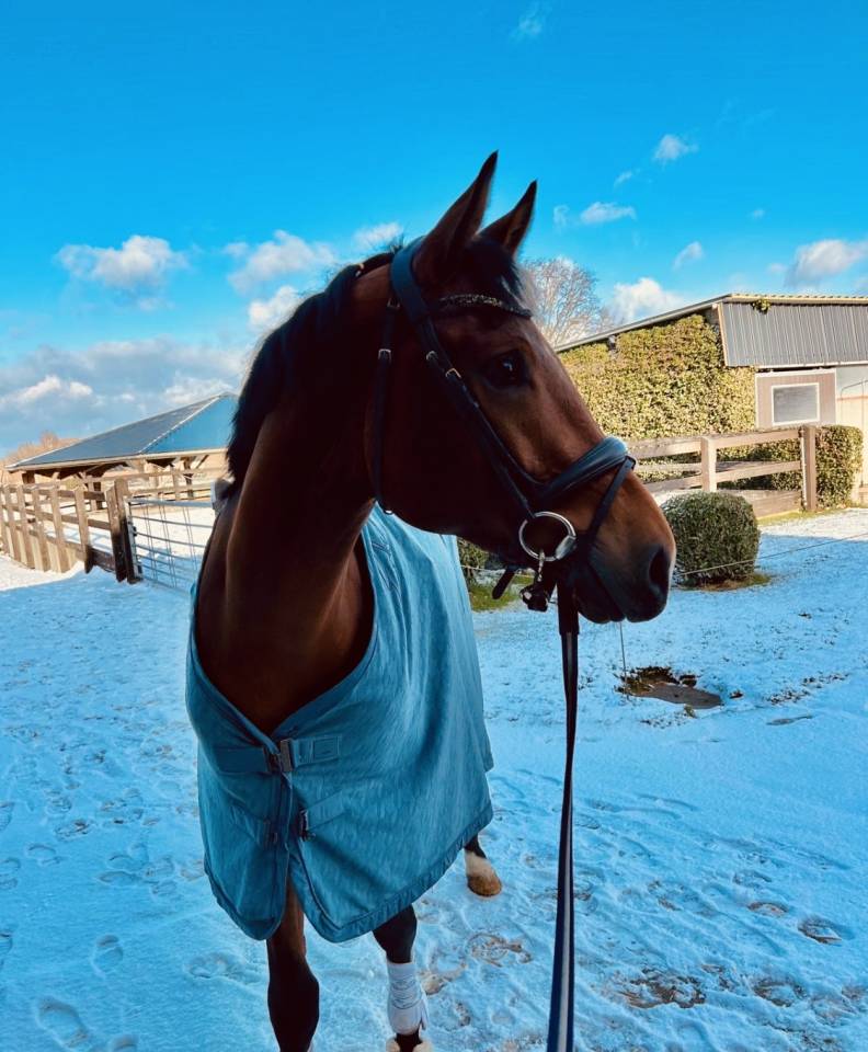 Magnifique hongre de dressage 4ans 