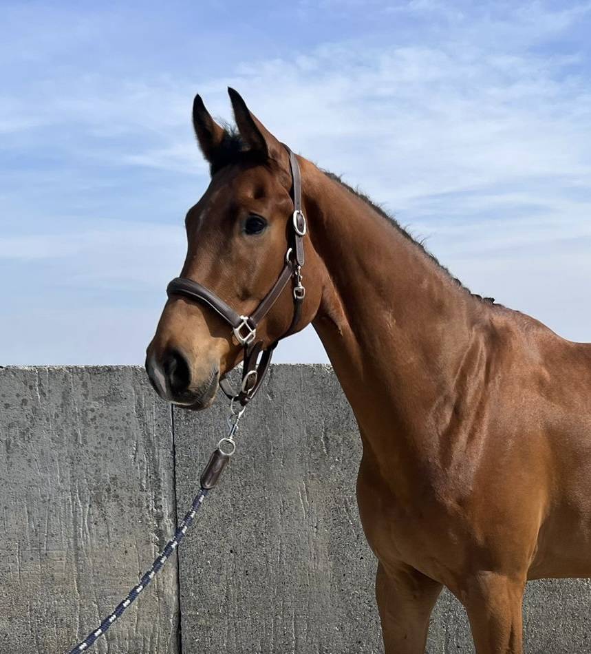 Magnifique hongre de dressage 4ans 