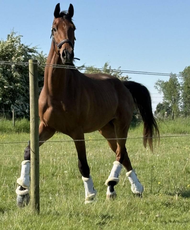 Magnifique hongre de dressage 4ans 