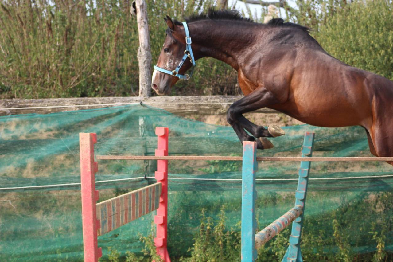 poney,4 ans