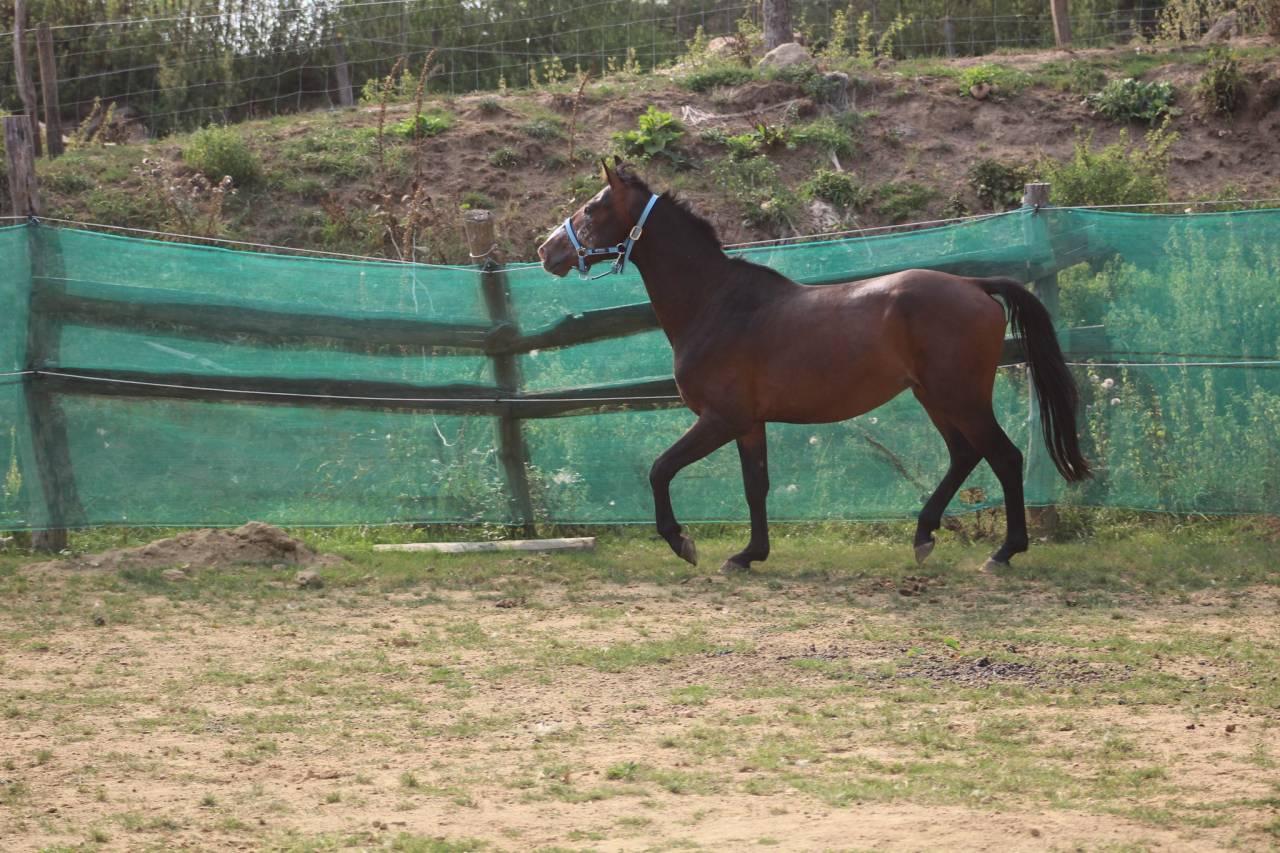 poney,4 ans