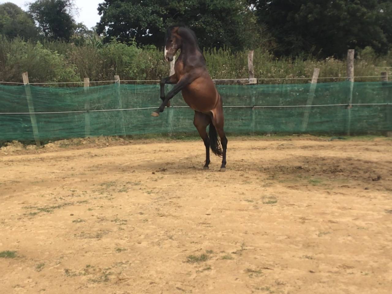 poney,4 ans