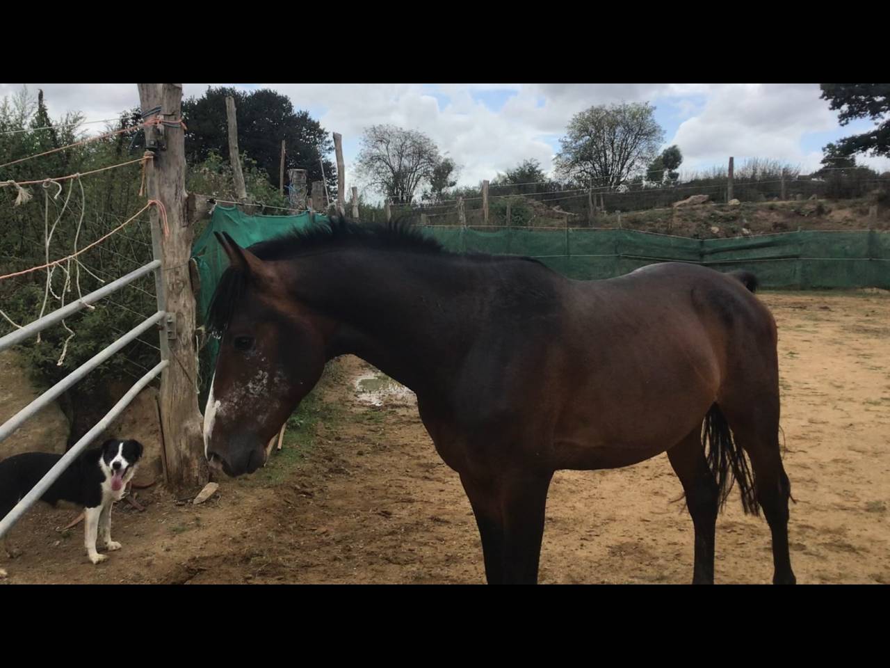 poney,4 ans