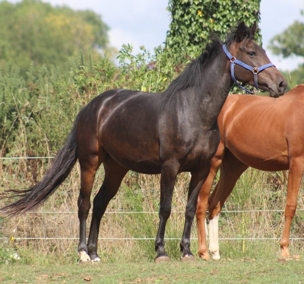 ponette,5 ans