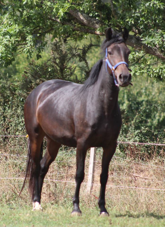 ponette,5 ans