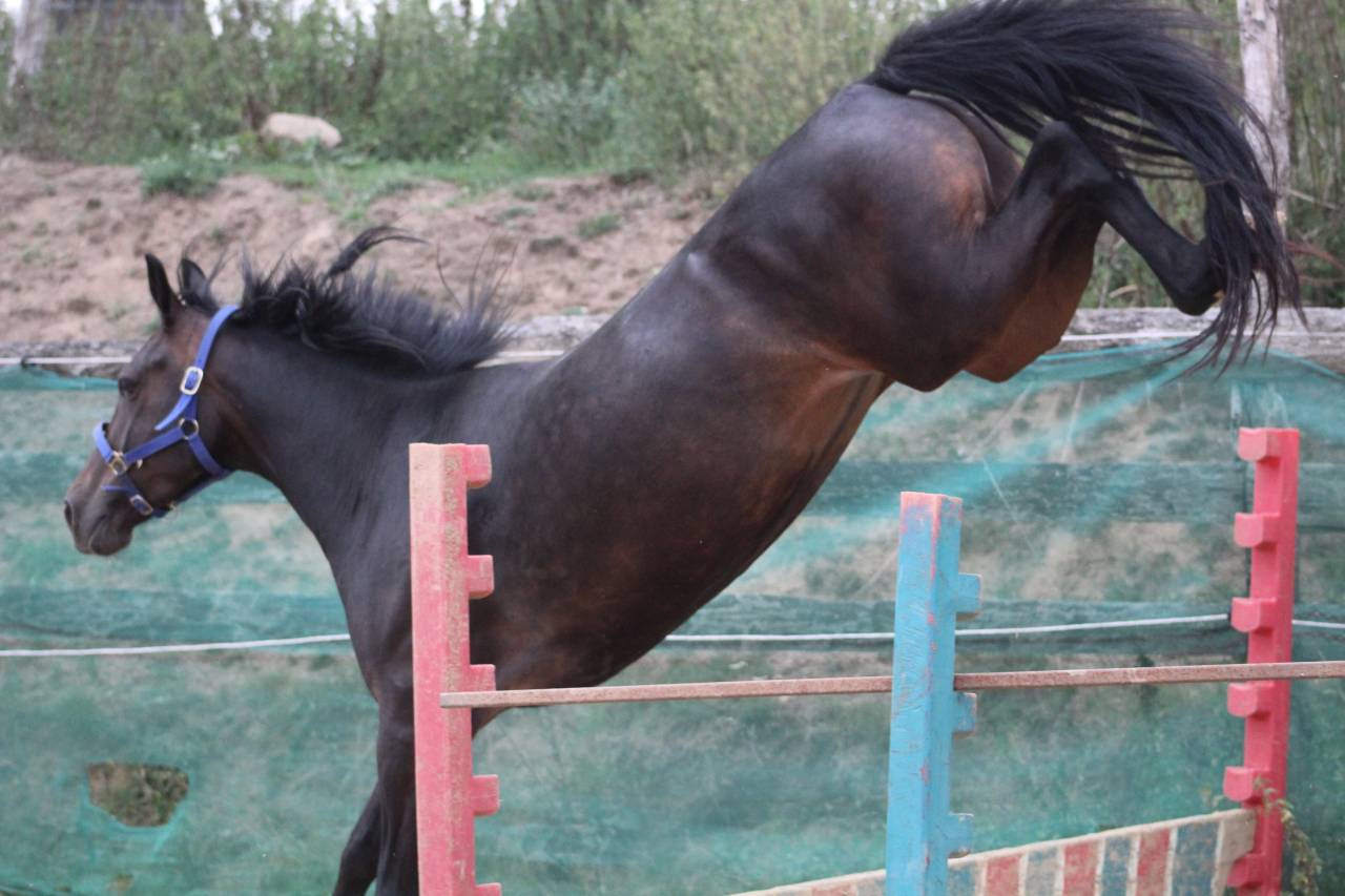ponette,5 ans