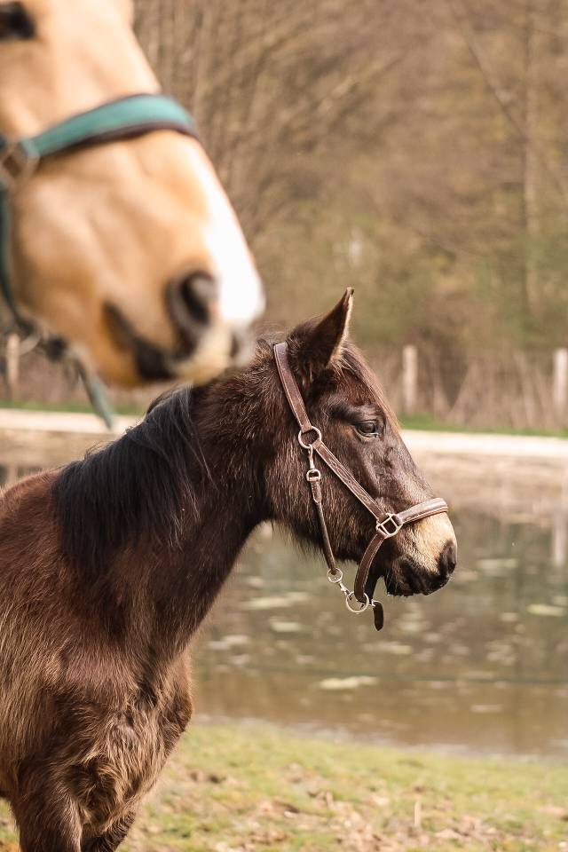 Ponette 4 ans