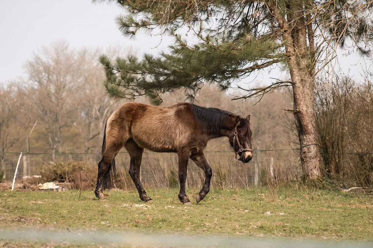 Ponette 4 ans