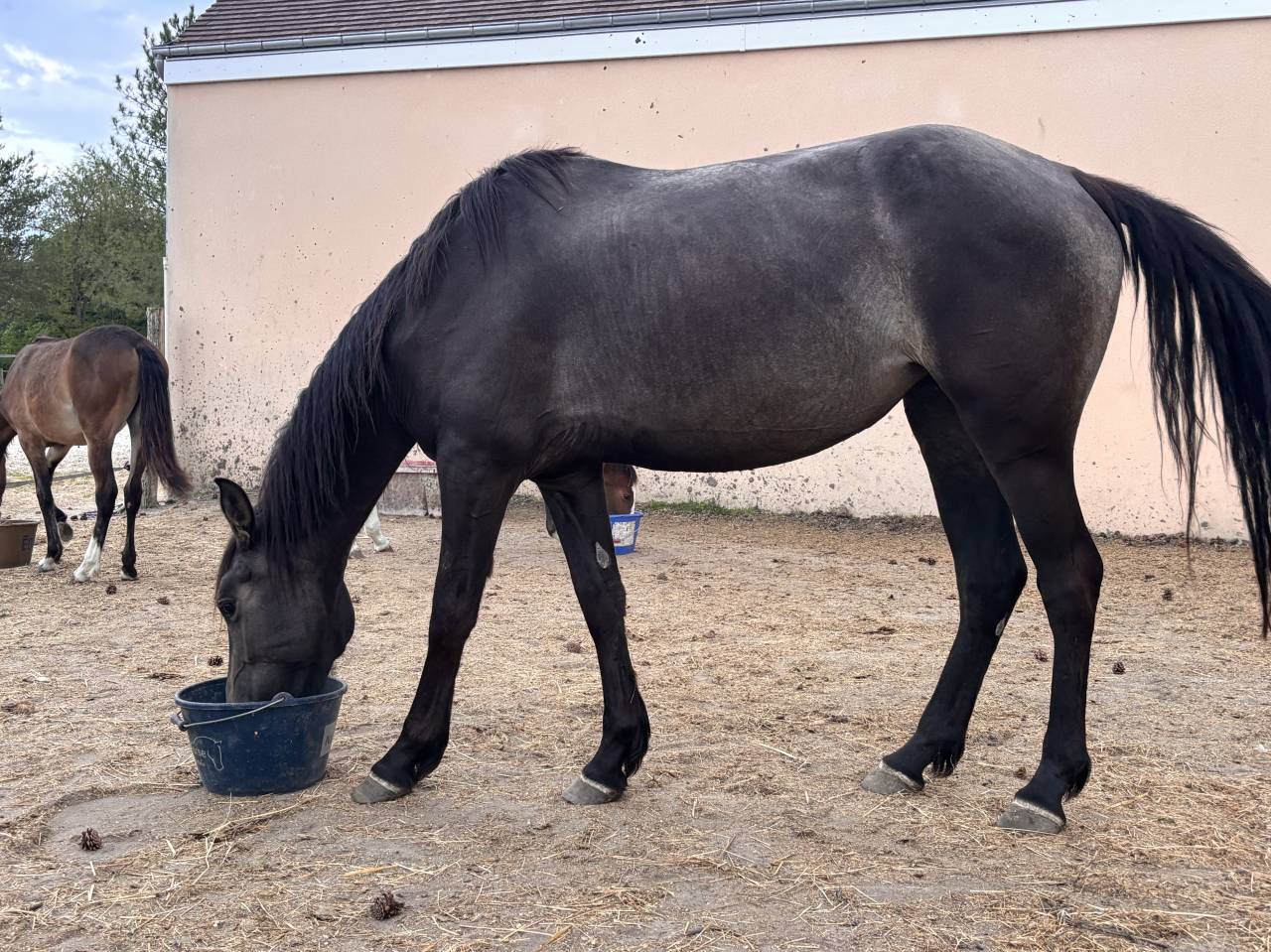 Ponette 4 ans