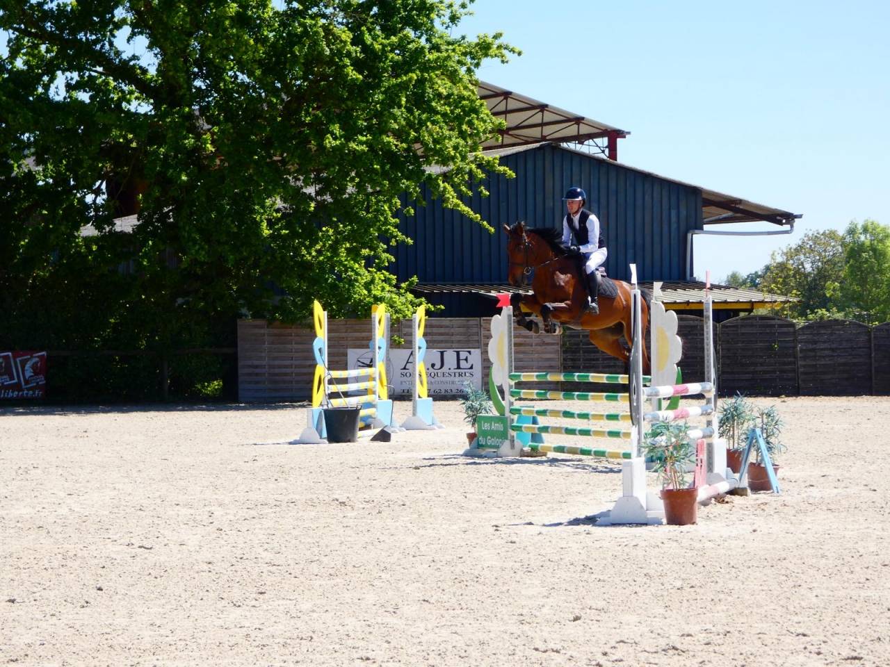Hongre 5 ans - KWPN 