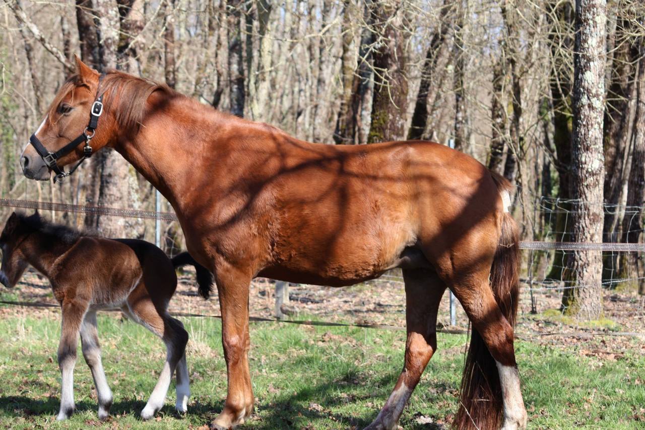 Ponette PFS - 4 ans (dispo en septembre) 