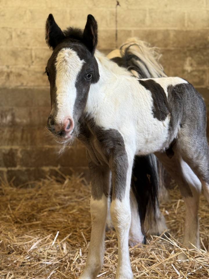 Poulain Irish Cob 