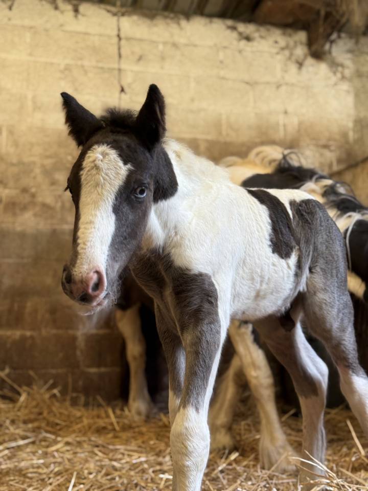 Poulain Irish Cob 