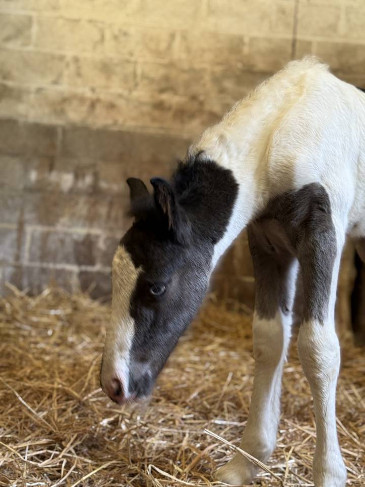 Poulain Irish Cob 