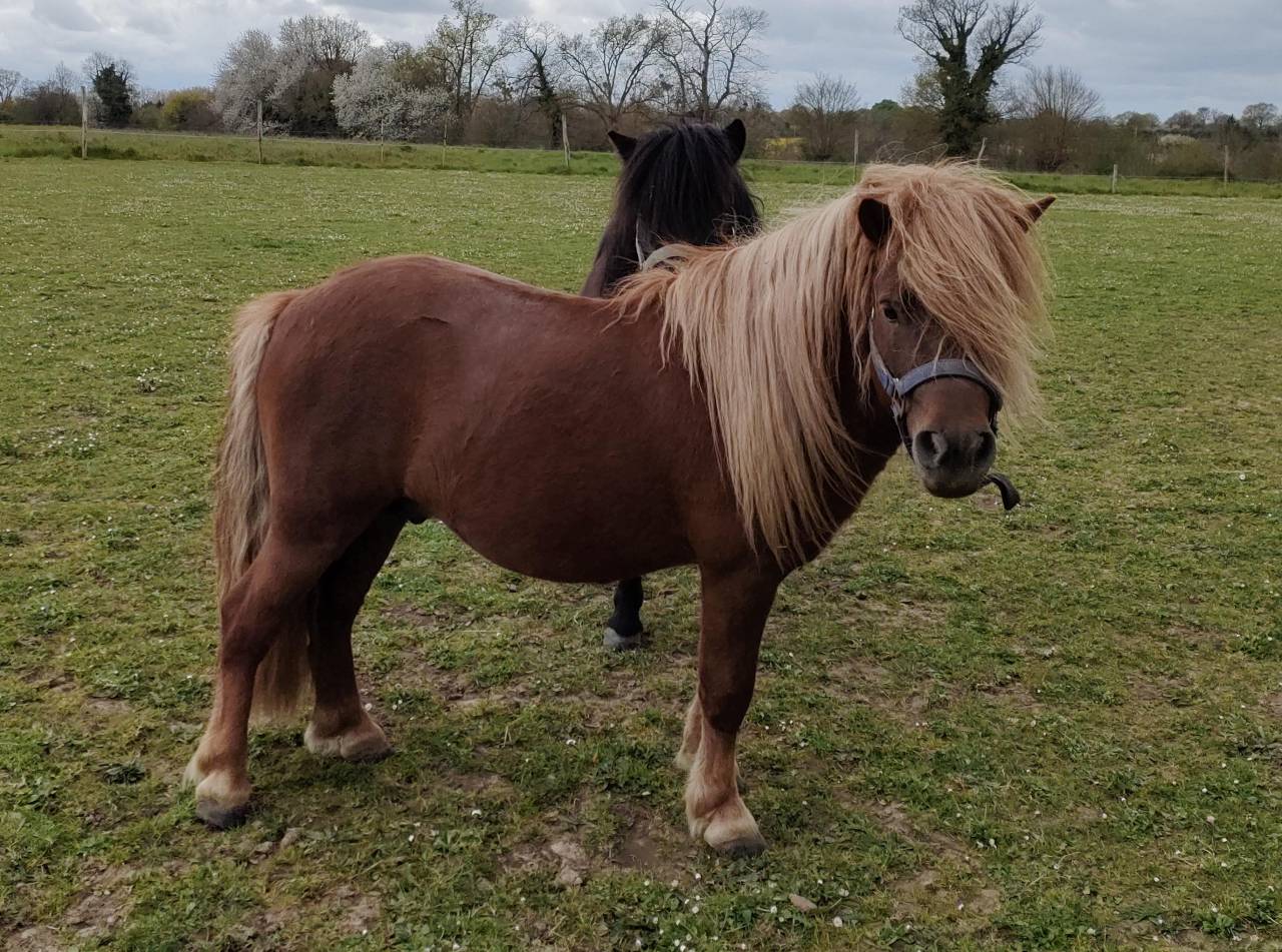 poney SHETLAND
