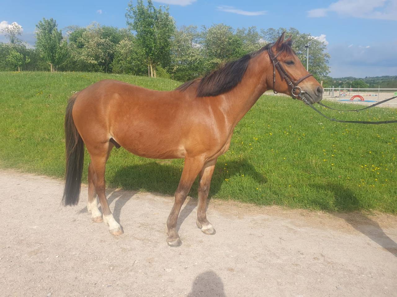 Poney de sport CSO