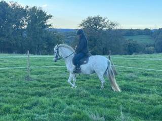 Princessa jument pure race espagnole