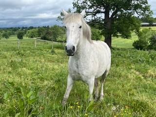 Princessa jument pure race espagnole