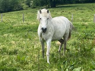Princessa jument pure race espagnole