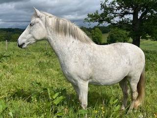 Princessa jument pure race espagnole
