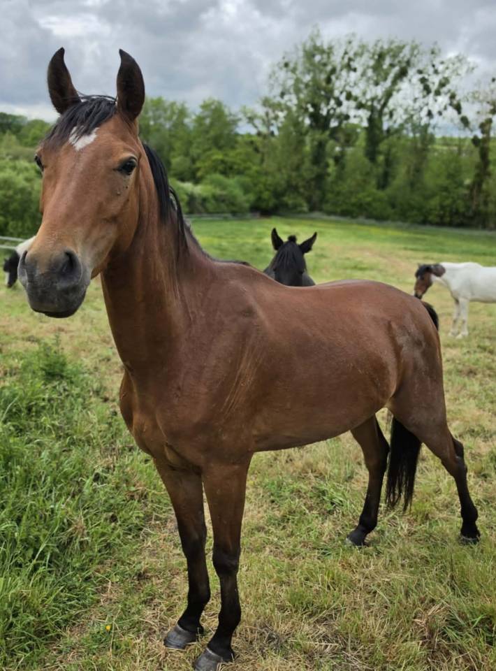 Deniro , jeune cheval d&rsquo;avenir 